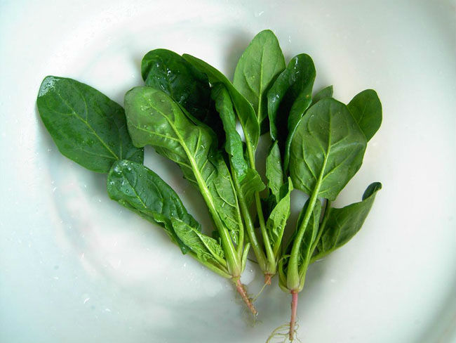 BQF Chinese Spinach with all certificates proved