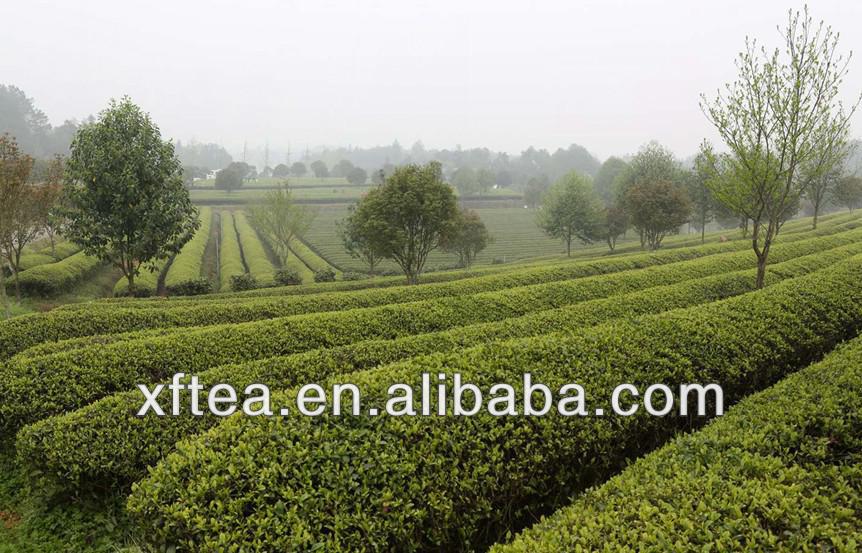 Chinese famous West Lake Longjing Tea
