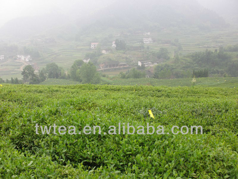 The Vert De Chine Chunmee green tea 9370