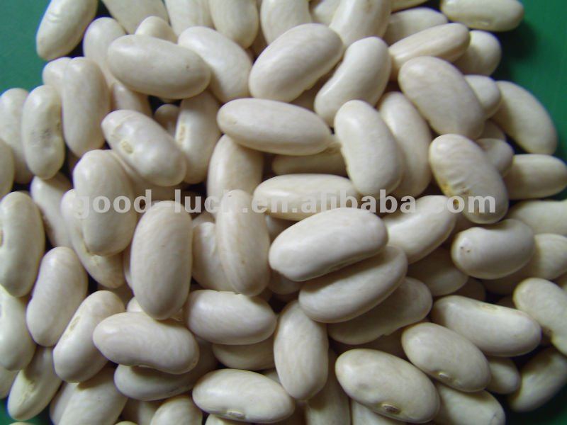 supplying new crop square shape medium white kidney beans