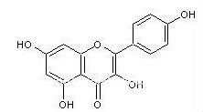 Kaempferol extract/CAS:520-18-3