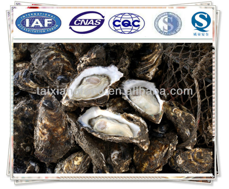 oyster concentrated juice,China price supplier 21food