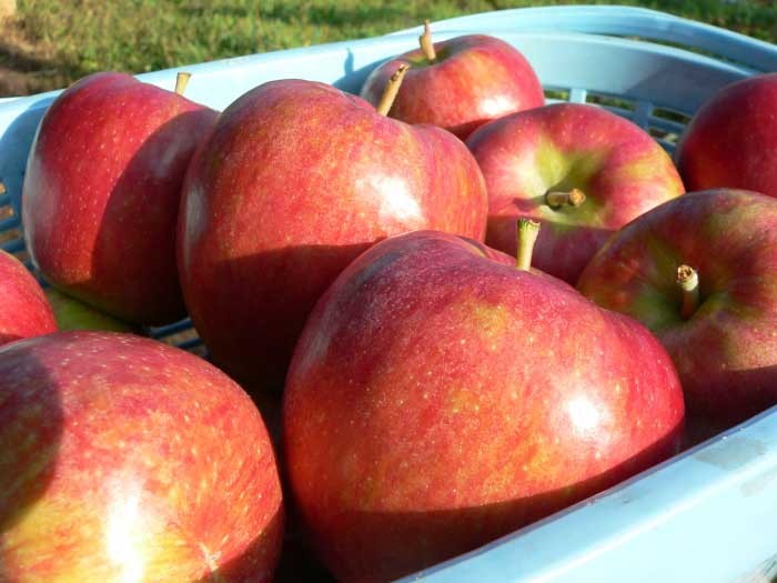 Various taste of drinkable vinegar cider as health tonic