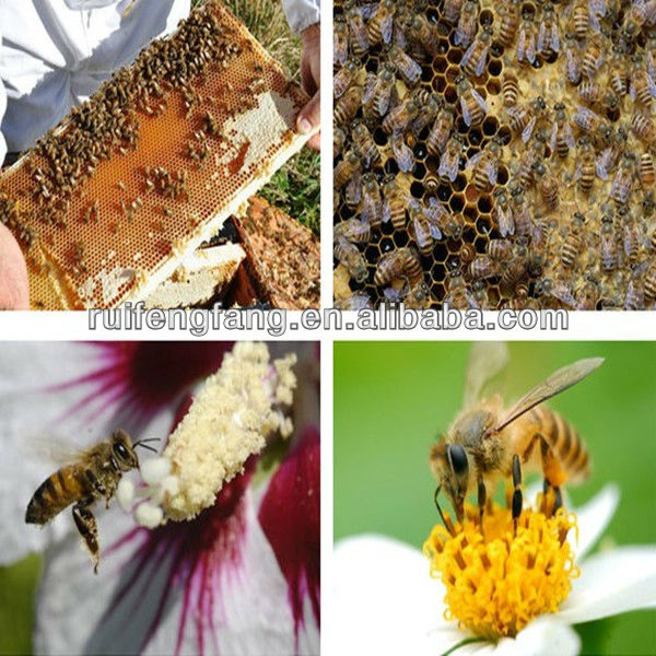 rape flower extract Rape extract powder canola extract tablets