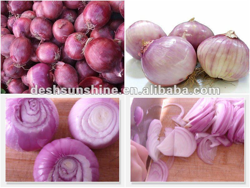 Export new fresh holland onion price