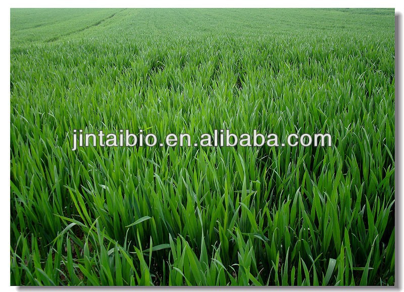 wheat grass extract 10:1 wheat grass juice powder