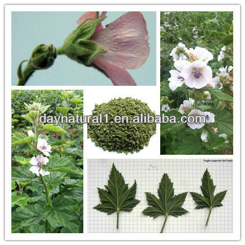 Heart Shaped Marshmallow Leaf Uses for Reducing Smoke Hurt
