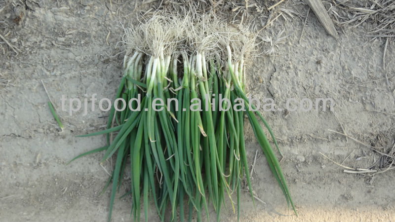 IQF Green Onion complied with Japan/U.S. standard