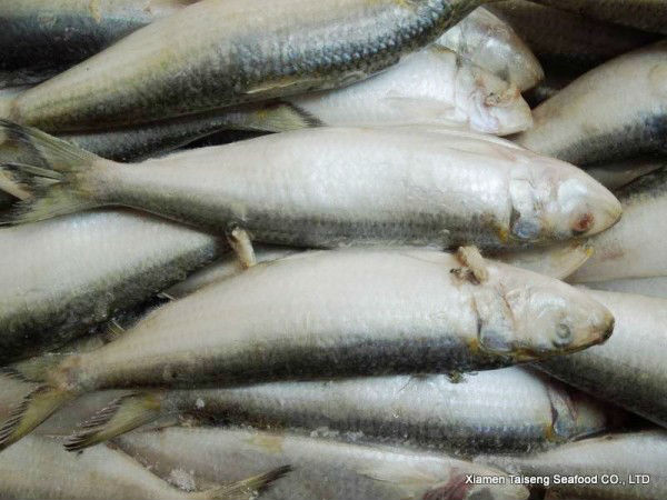 Fresh Canned Sagax Sardinella Sardine Fish
