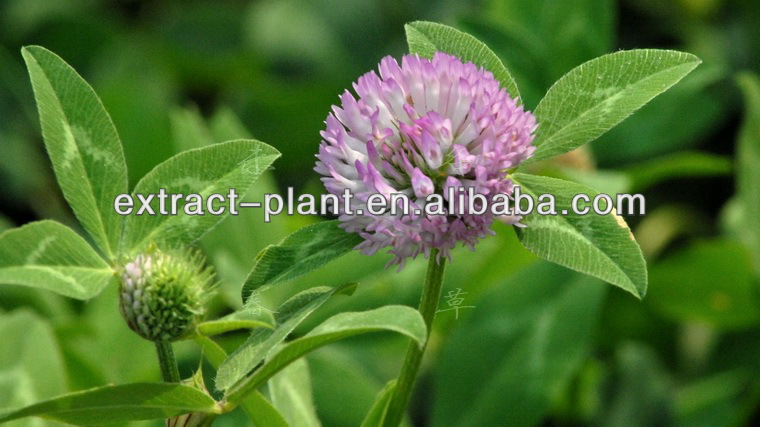 red clover extract