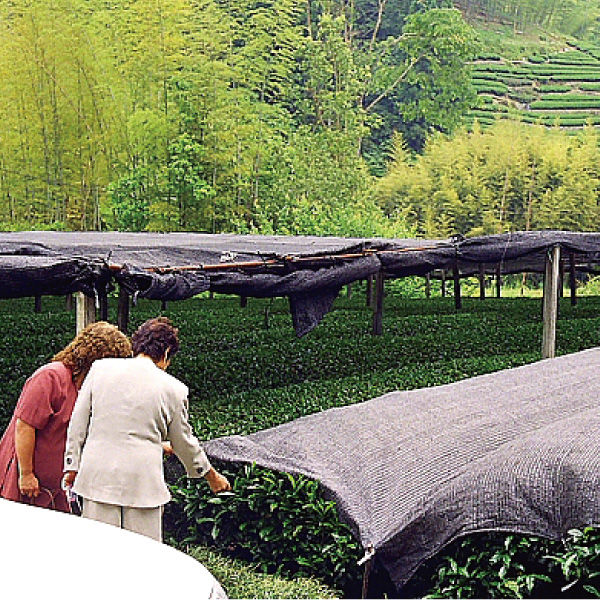 High quality easy to carry and delicious instant tea drink