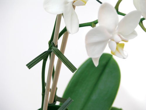 ガーデンツイストタイ/植物ツイストタイ問屋・仕入れ・卸・卸売り