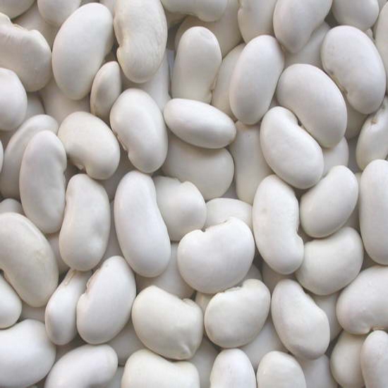 all size Japanese white kidney bean