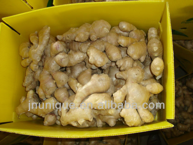 importers of spices yellow ginger crops/ plant tissue culture labs