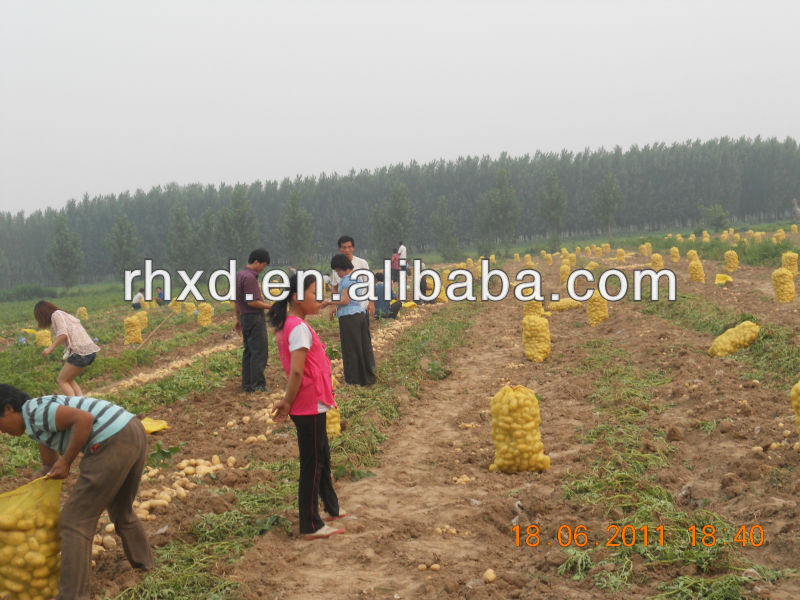 fresh potatoes holland dubai standard fresh potatoes exporter
