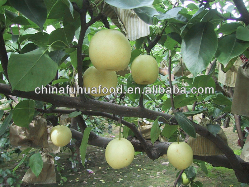 fresh pear ya pear