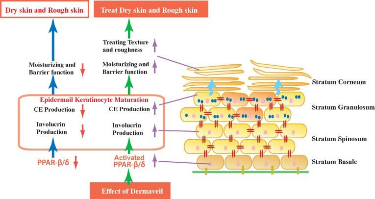 Salix Alba (Willow) Bark Extract Dermaveil Natural Cosmetic Ingredient
