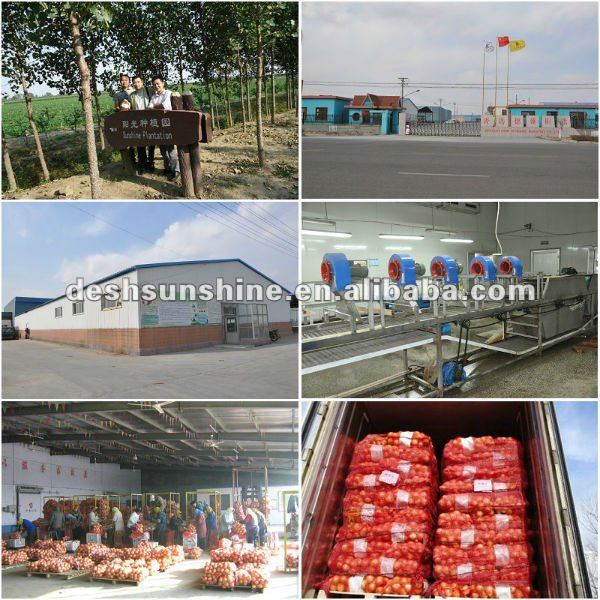 2012 New crop small onion(good quality,cheap price)