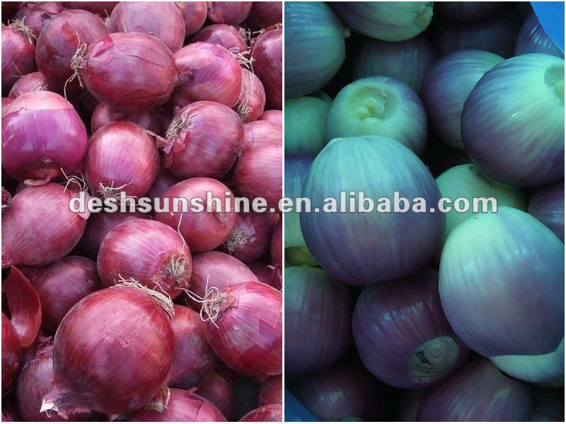 peeled red onion exporter from China