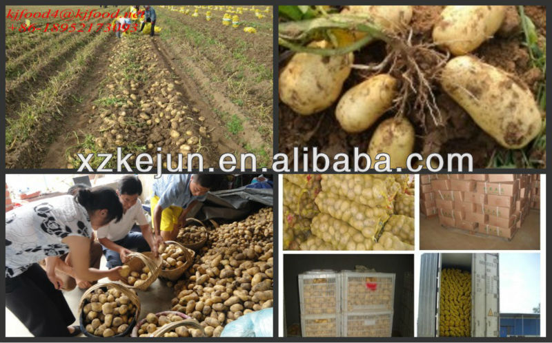 2013 new crop exporting grade Holland potato