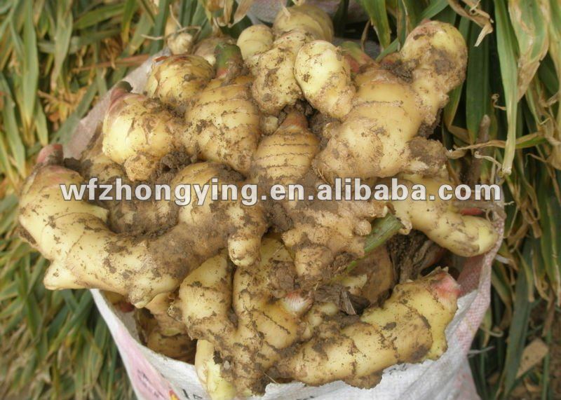new crop half air dry ginger for sale