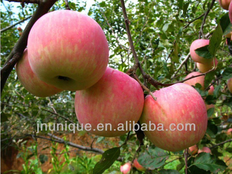 bulk apples,fresh apple fruit for sale