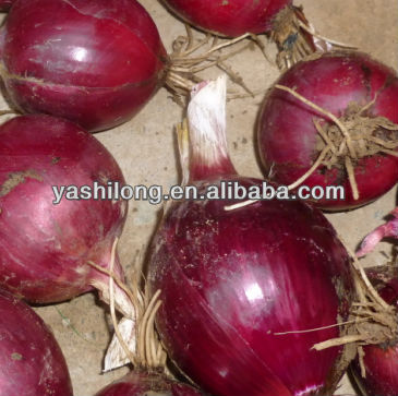 fresh red onion price with hightest quanlity in best competitive price from China