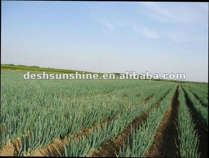 2012 Grade A the Best china new crop onion price