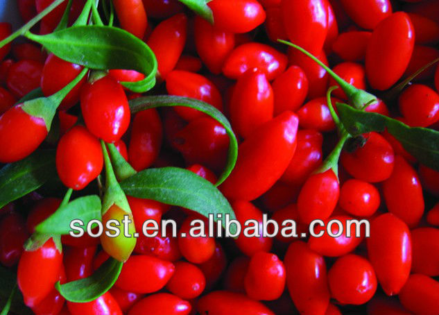 Pure Plant Extract Polysaccharides Goji Berry Powder