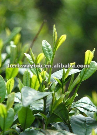 (manufacturer) Tea Saponin powder,green tea extract,saponin supplier