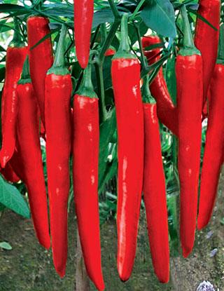High Yield F1 Hybrid Red Hot Sharp Chili Pepper Seeds For Planting-FST902