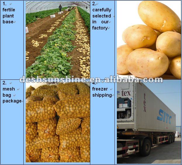 Top Quality 2012 New Crop Fresh Potatoes From China