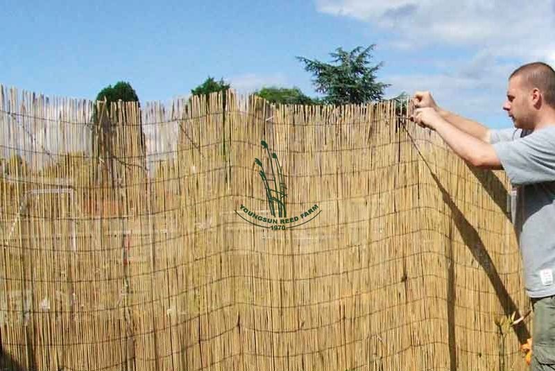 Bamboo Reed Fencing Screening Panel Buy Reed Fencing,Reed Screen,Reed