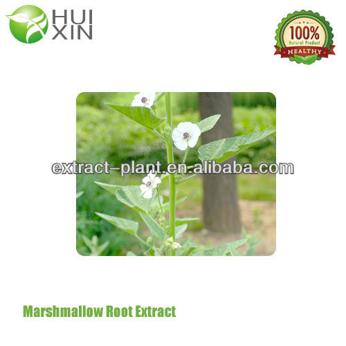 best price Marshmallow Root Extract TLC 4:1,10:1