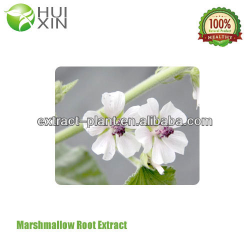 best price Marshmallow Root Extract TLC 4:1,10:1