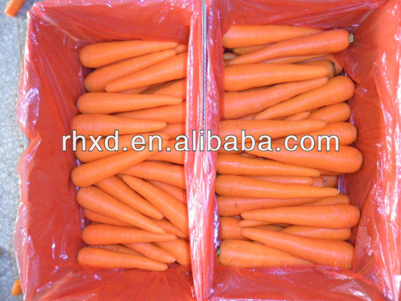 export fresh carrot