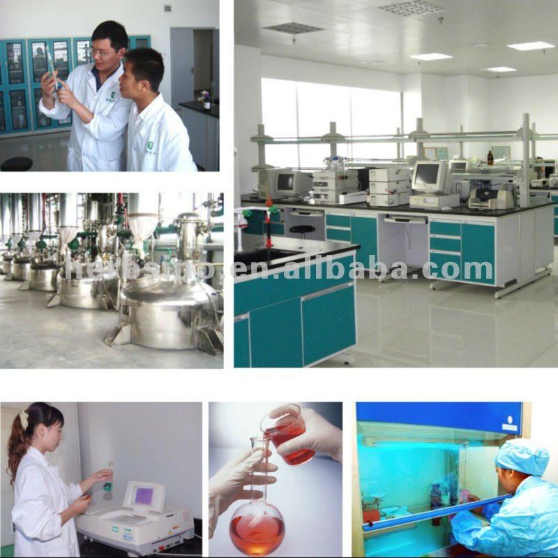 lowest price/ high purity and quality/ maca extract powder