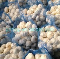 2013 Normal White Garlic price