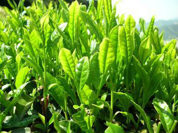 high quality cinnamon bark powder