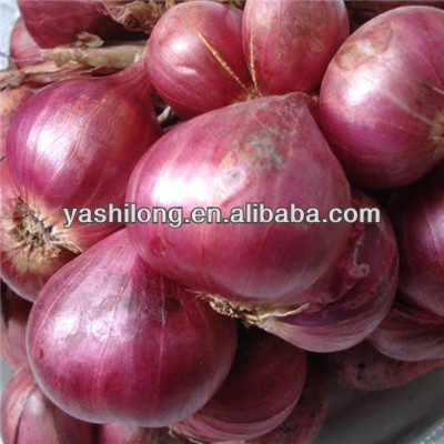 fresh onion export to dubai tastes Spicy and Hot