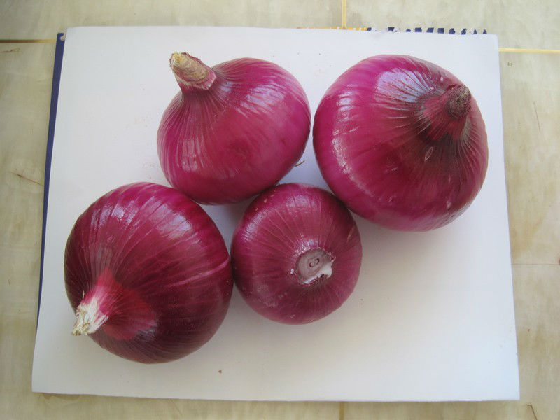 fresh onion from Gansu China Bulk Quantity
