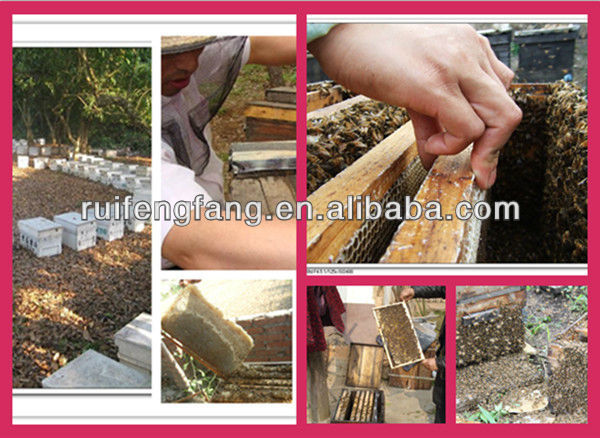 Fresh Honey Bee Raw PROPOLIS Tatra Mountains "Polish Alps" G