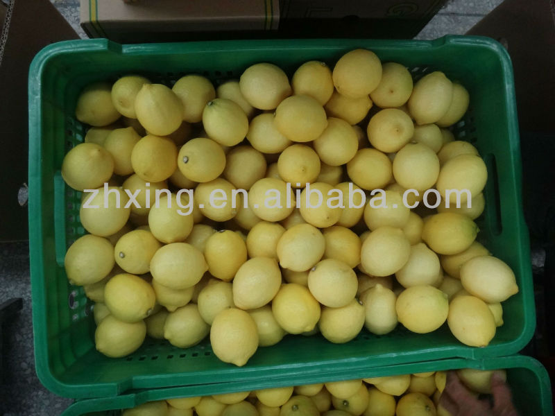 2013 - 2014 fresh lemon