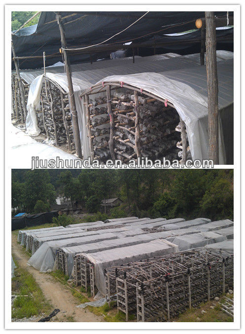 Hight quality Log Dried Mushroom
