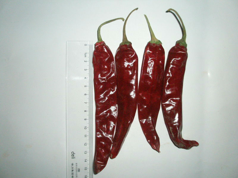 import export red chilli/pepper