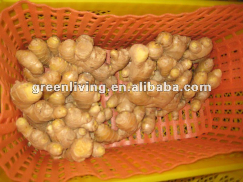 2012 shiny color skin air ginger of China sale now