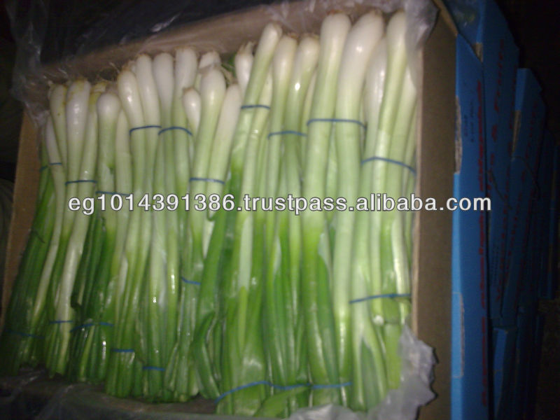 Fresh Spring Onion ( Red - Yellow - White - spring)