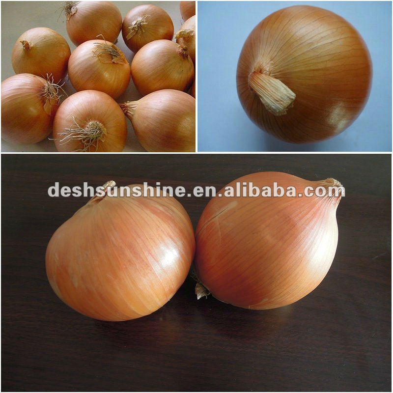 supply China new crop high quality types of red and yellow onions
