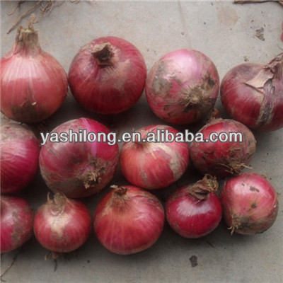 fresh onion export to dubai tastes Spicy and Hot