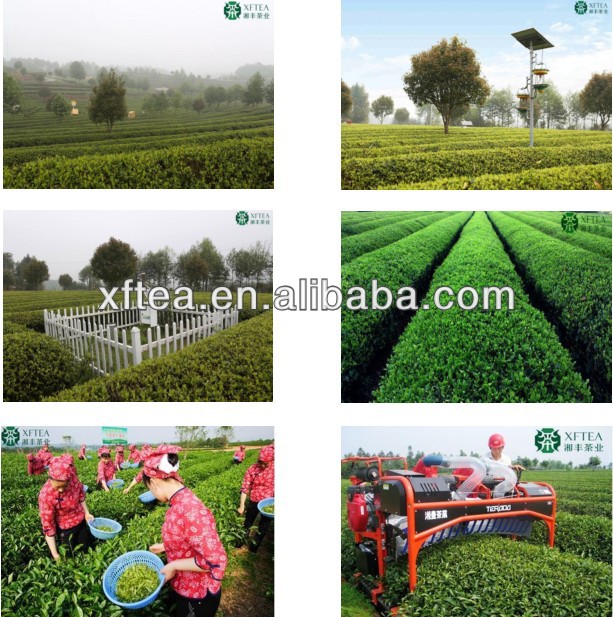 green tea brand names